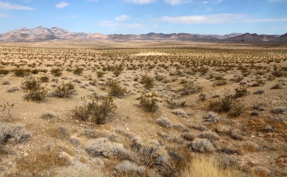 Desert landscape (Mojave desert)