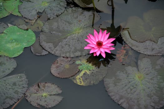 Beautiful, lone lotus with broad floating leaves
