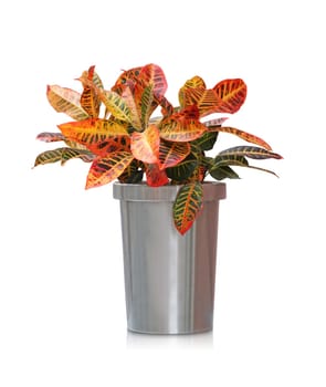 Tropical plant isolated on white -  Croton plant