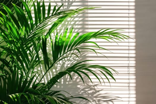 A serene morning scene featuring gentle light streaming through window blinds, casting shadows around a vibrant green plant, creating a tranquil atmosphere.