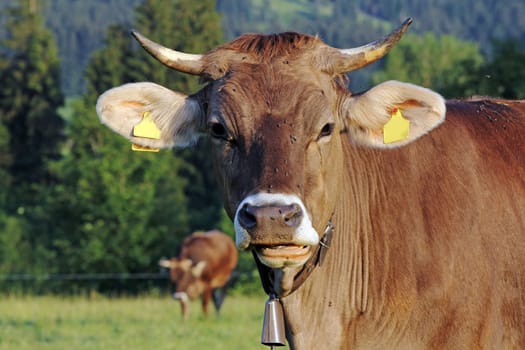 A handsome young brown cattle