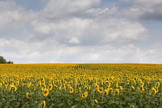 Sunflowers,agricultural field with yellow crop