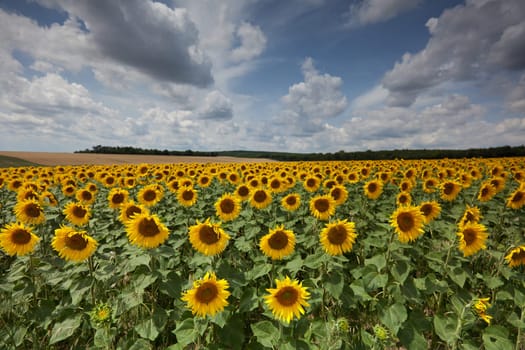 Sunflowers,agricultural field with yellow crop