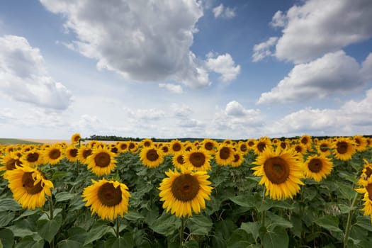 Sunflowers,agricultural field with yellow crop