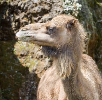 head of a funny camel in its habitat