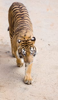 image of a tiger, the biggest feline in the nature