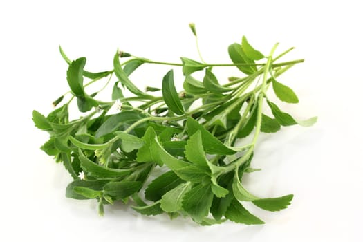 Some stems of stevia against white background
