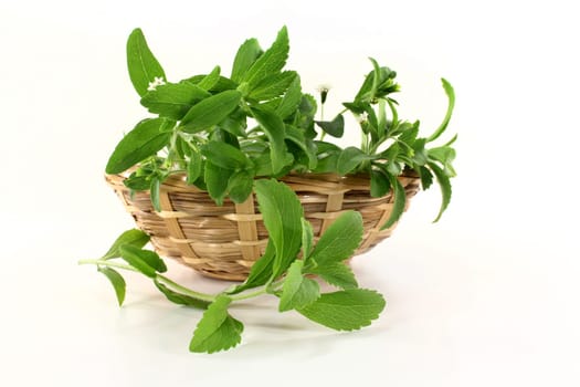 A basket of stevia against a white background