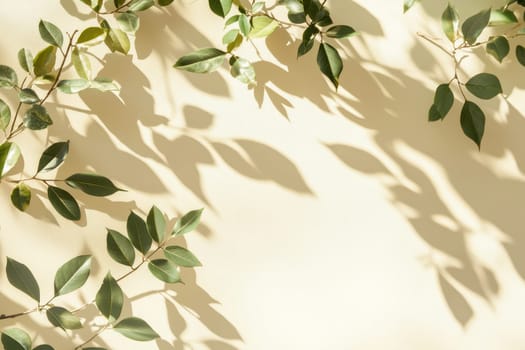 Soft morning sunlight gently casts delicate shadows of leaves on a light background, creating a serene and tranquil atmosphere perfect for nature-inspired decor.