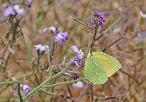 Brimstone