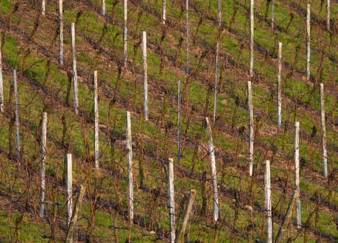 Wine fields in the German countryside during winter