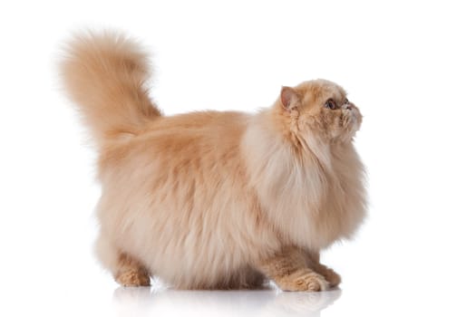 persian cat isolated on white. Persian cat portrait