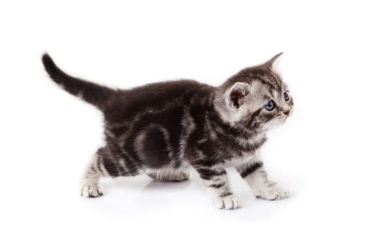 kitten on a white background