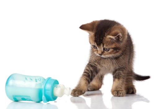 British Kitten and baby milk bottle on white background.