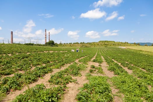 Wide angle shot of a large strawberry field in front of blue sky
