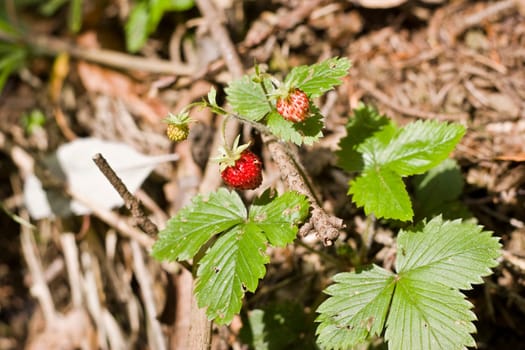 Plants in the forest