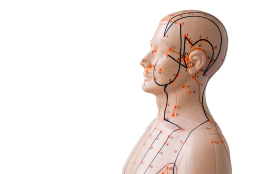 Acupuncture Model