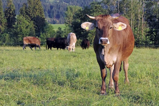 Brown cattle on an Allgäu pasture