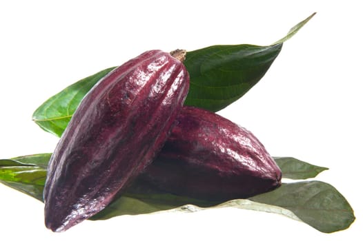 fruit of the cocoa tree on white background