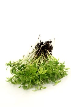 fresh garden cress against a white background