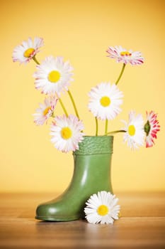 Bouquet of daisies in a boot