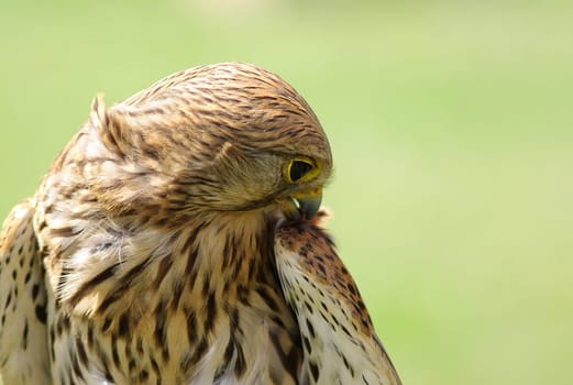 The Kestrel (Falco tinnunculus)