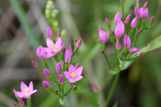 Centaury