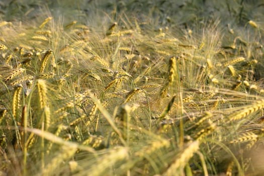 Barley field in the evening light