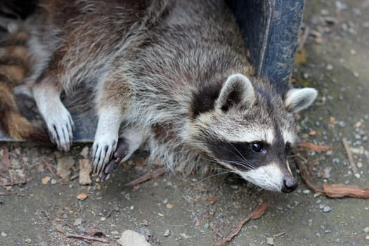Raccoon rests in garbage can