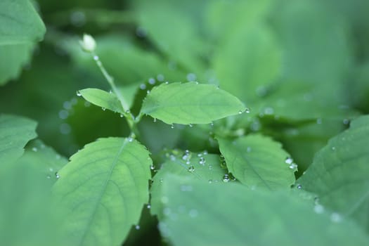 Small balsam with dewdrops