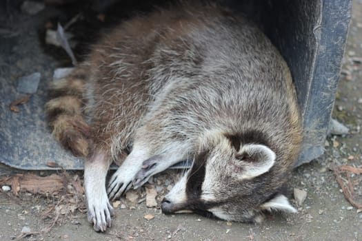 Raccoon rests in garbage can