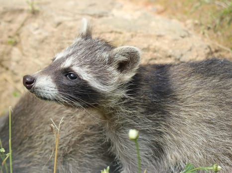 Baby raccoon at Sababurg Zoo