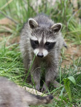 Baby raccoon at Sababurg Zoo