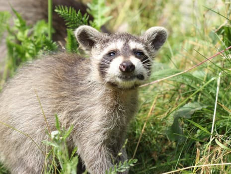 Baby raccoon at Sababurg Zoo