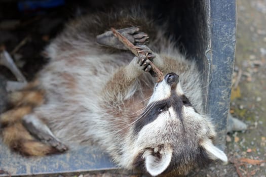 Raccoon playing in garbage can