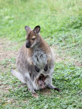 Bennett kangaroo with cub