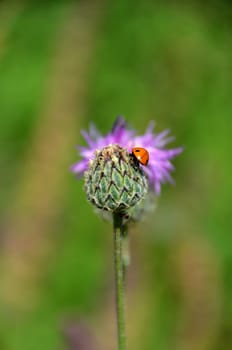 The ladybug on the milk thistle