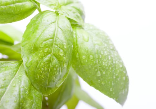 Leafs of Green Fresh Basil on White Background