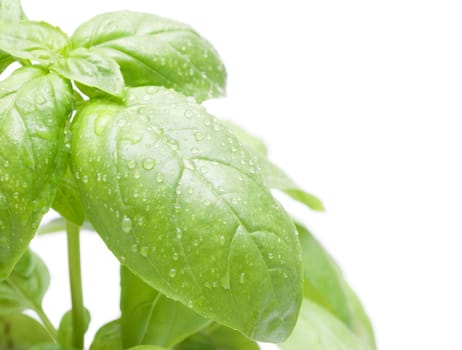 Leafs of Green Fresh Basil on White Background