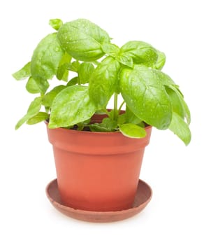 Fresh Green Basil in Pot on White Background