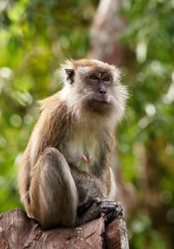 a small macaque monkey in penang malaysia