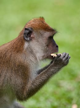 a small macaque monkey in penang malaysia