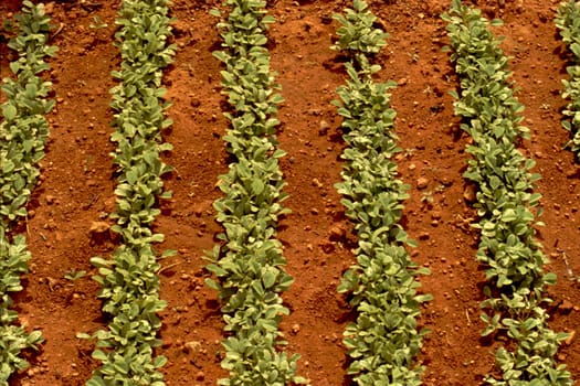 Row of Fenugreek Crop in red soil