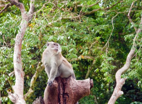 a small macaque monkey in penang malaysia