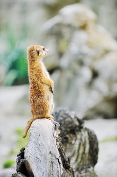 small animall in zoo