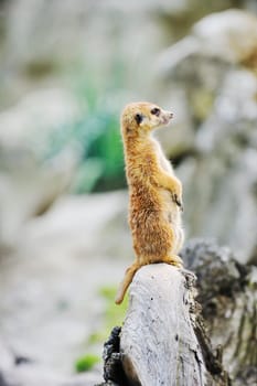 small animall in zoo