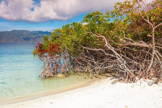 Beautiful beach. Mangroves on the foreground