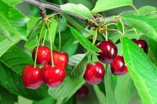 Cherries