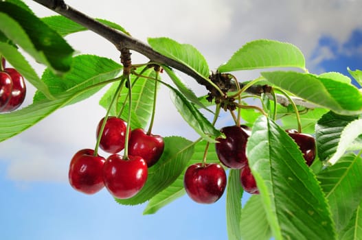 Cherries