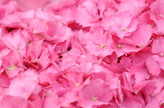 Hydrangeas